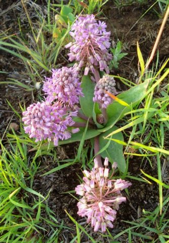 Ledebouria sandersonii